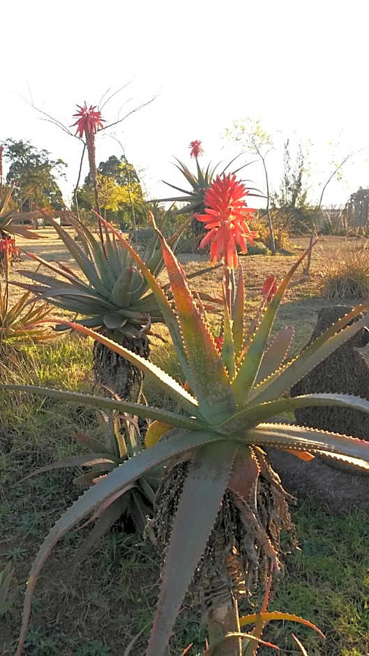 African Flair Country Lodge