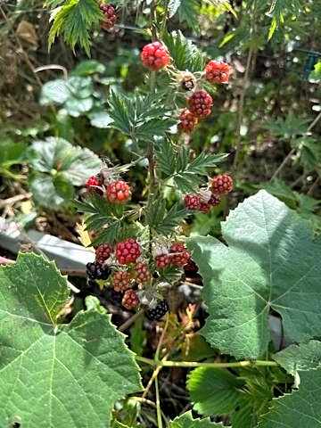 Amsterdam Area Residence Oosterwold