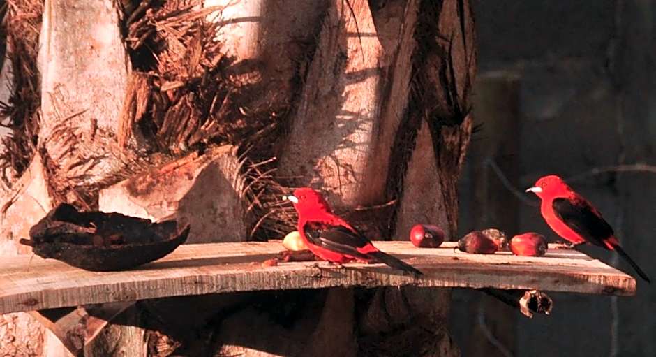 Recanto dos Dendês Chalés