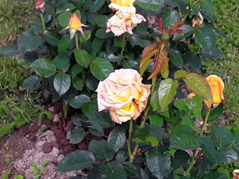 la roulotte de l'ami nature