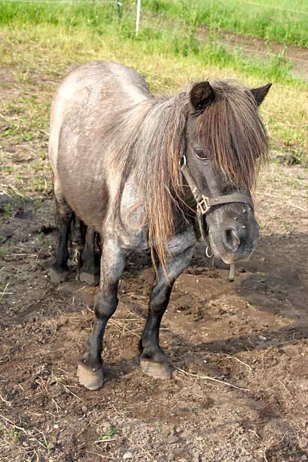 Bed and Breakfast De Volkelse Hooiberg