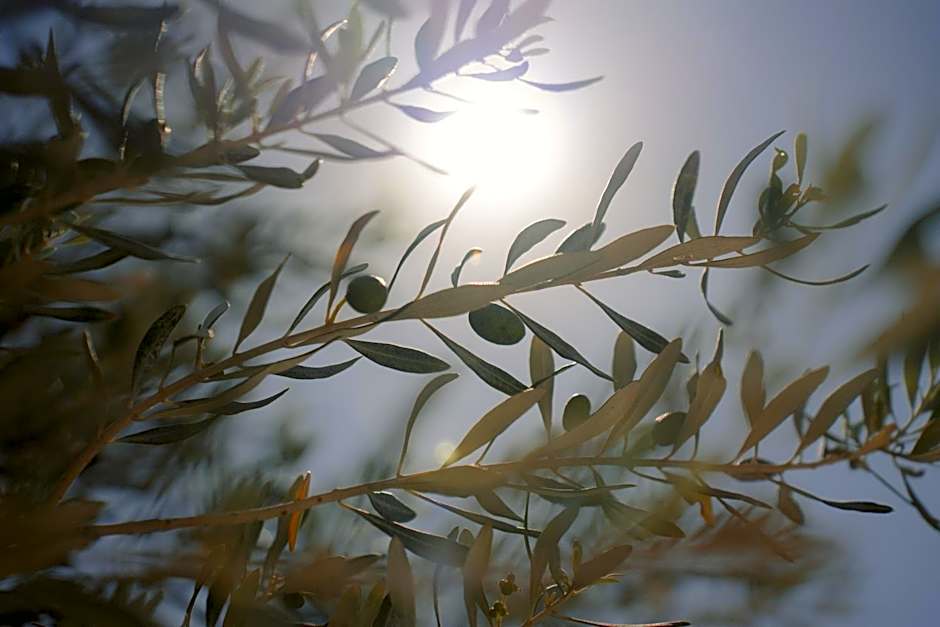 Black Rose Beach Suites