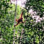 Gino's Place - Guest House & Jungle Trekking