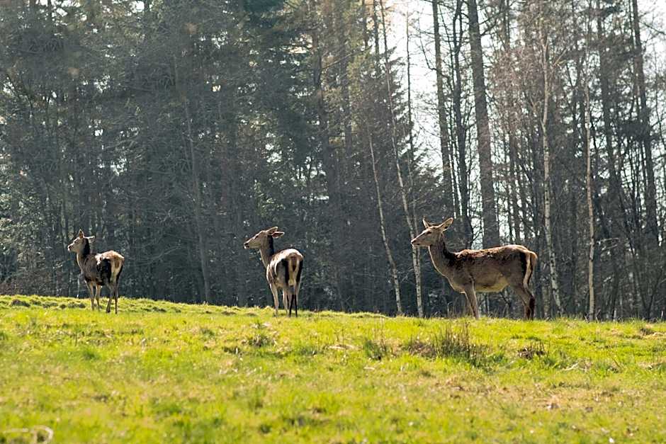 Klimatyczna Chatka u Podnóża Góry