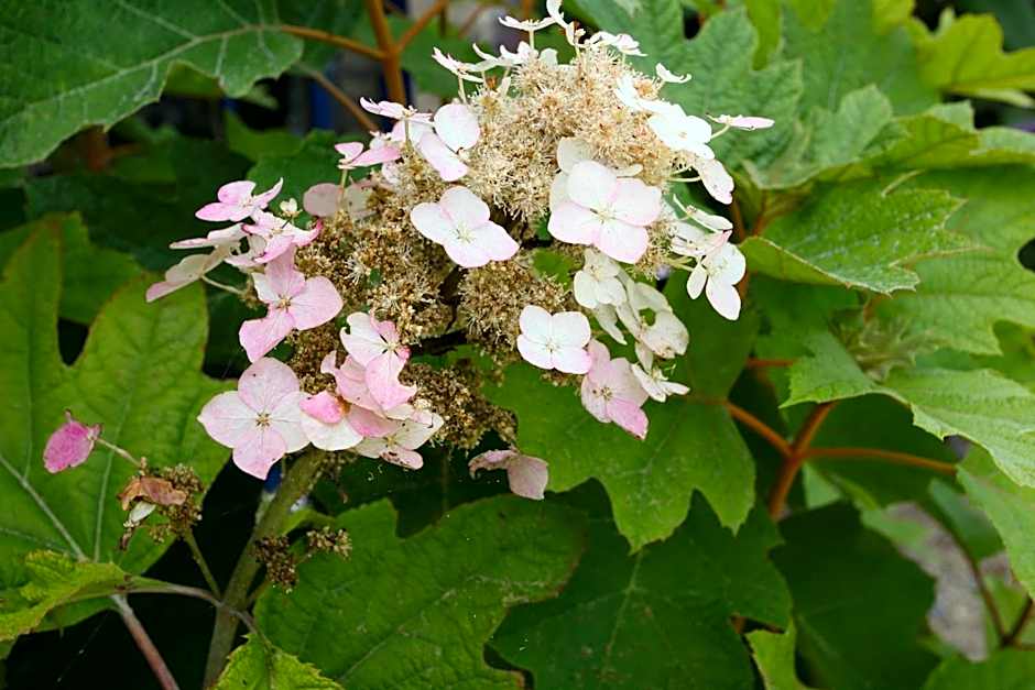 Hôtel - Restaurant l'Hortensia
