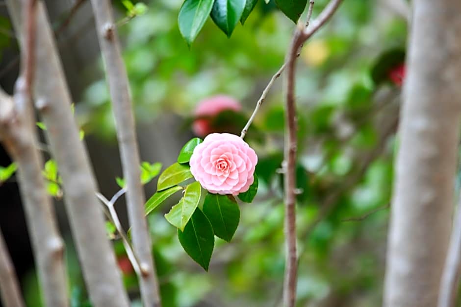 Shomarutoge Garden House