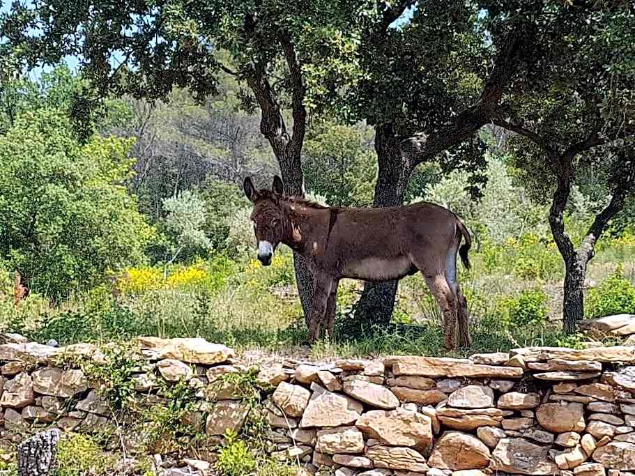 Gîtes Mas des rochers - Romance tropicale avec Spa