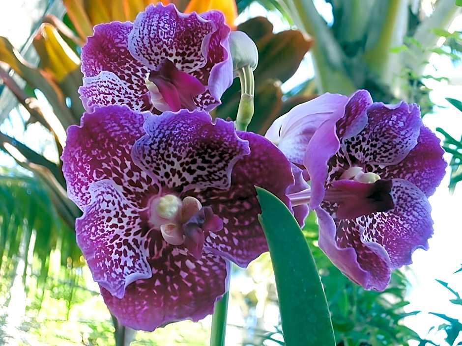 Ernest's Place Boracay