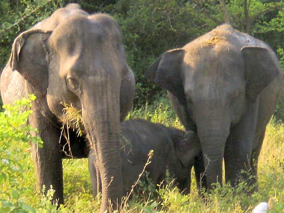 Explorer by Mahoora - Wasgamuwa