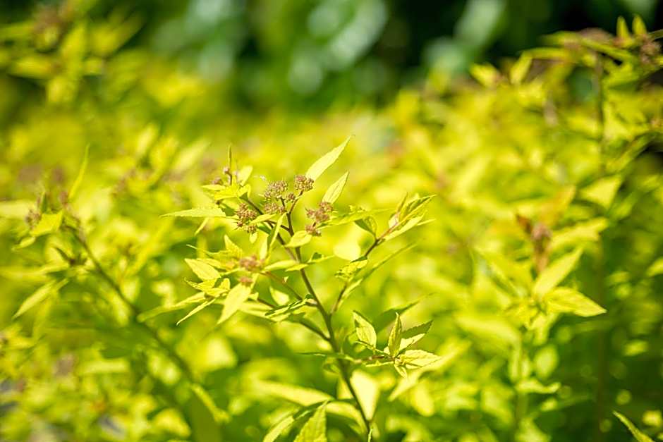 Apartments Villa Majense