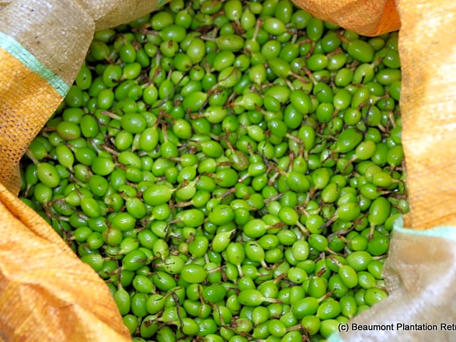 Beaumont Plantation Retreat