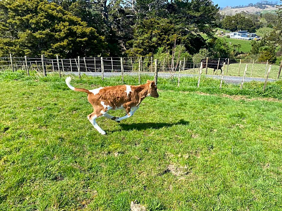 Pukeatua Farmstay