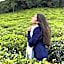 Villa Tea Fields - Free Breakfast, Near Lake Gregory