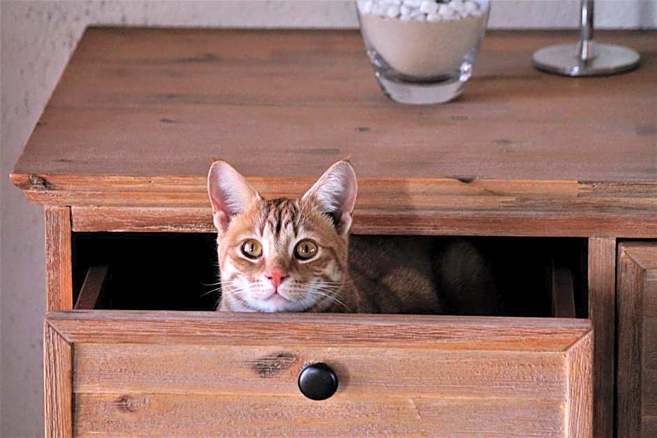 Graceland Eco Retreat