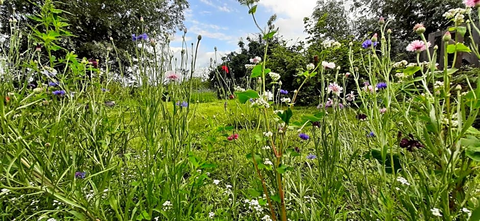 Het Bijenweitje - The Little Bee Meadow