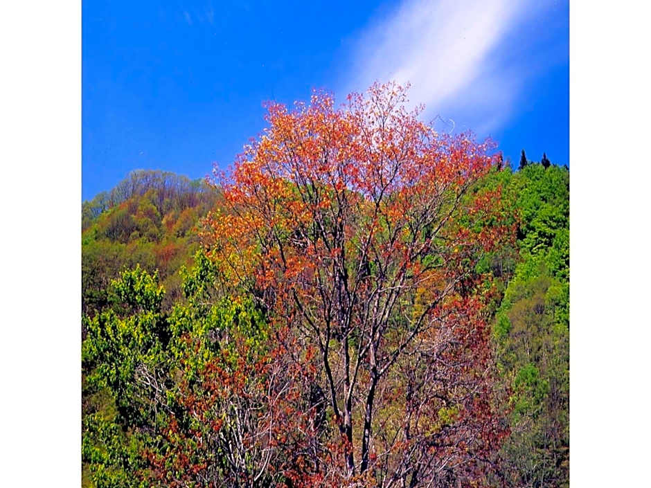 Oyasukyo Onsen Ryokan Tarobee - Vacation STAY 56764v