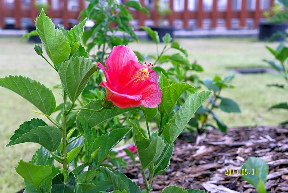 Serenti Hotel Saipan