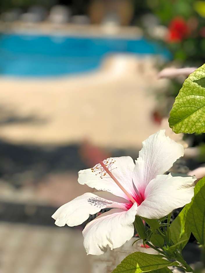 Lapida Garden