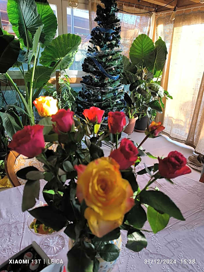 Le piante di casa SaMar