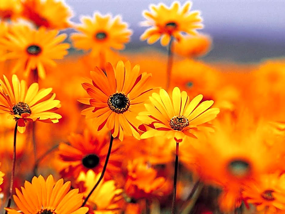 Port Campbell Parkview Motel & Apartments