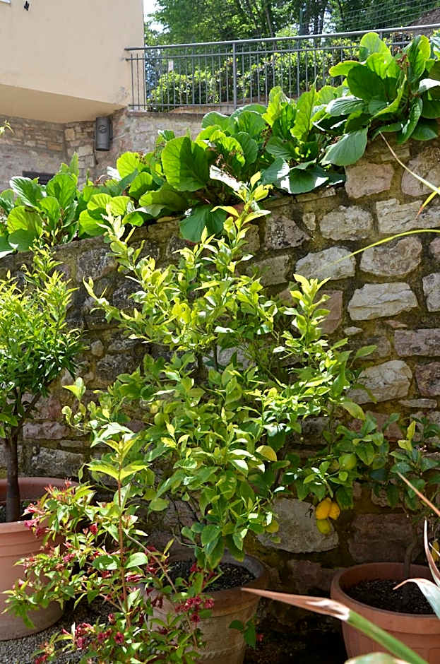B&B La Terrazza Del Subasio