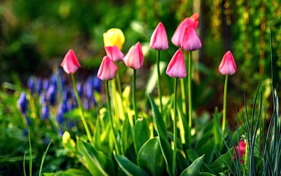 Drevenica Spiaci Goral