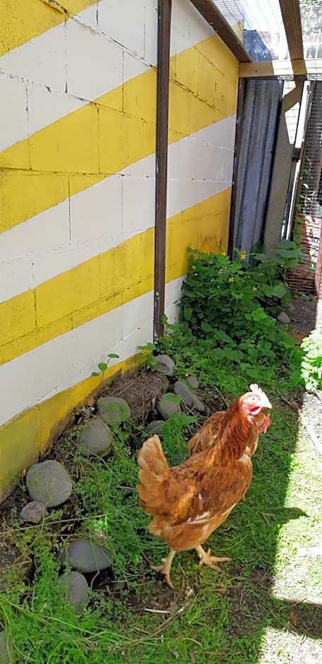 Chester St Backpackers