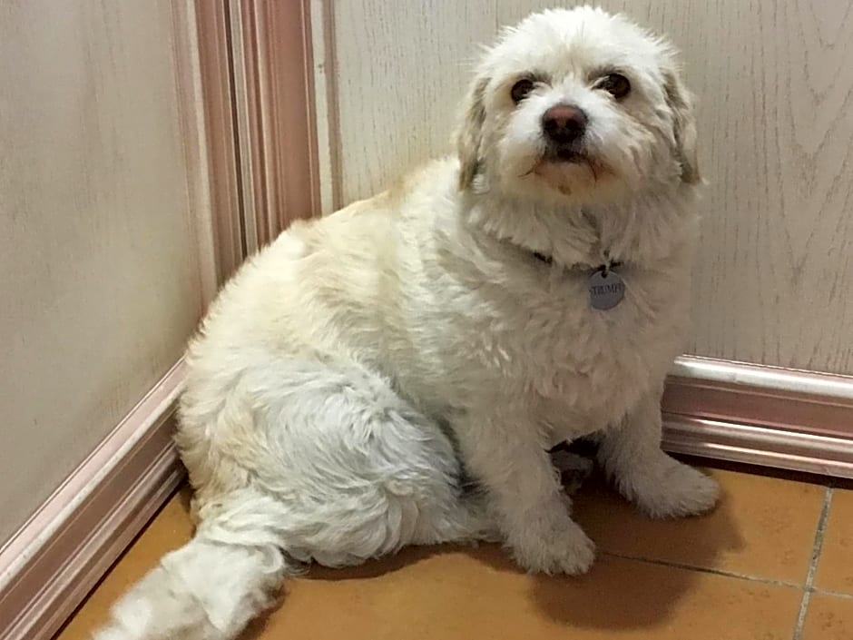 Leaganul Bucovinei Guest House