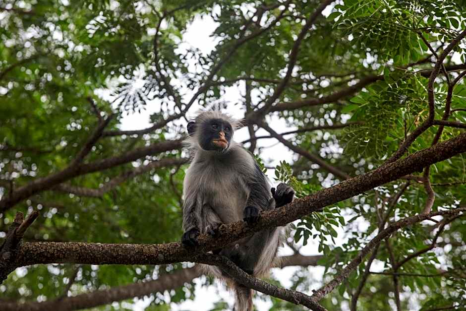 Antonio Beach Tree House Hotel & Spa