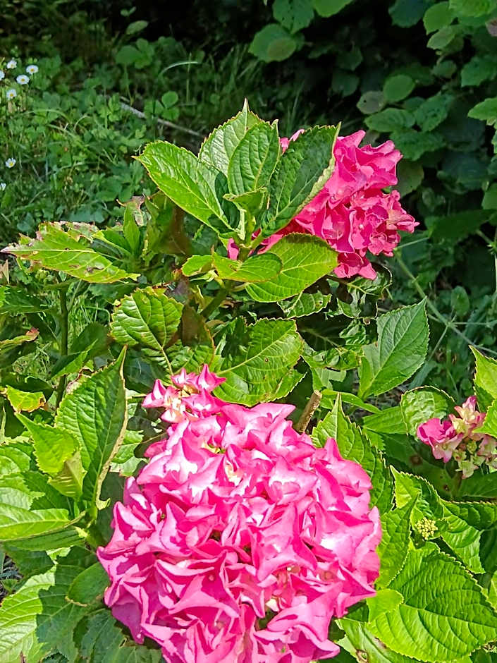 Le Moulin de Saubrigues