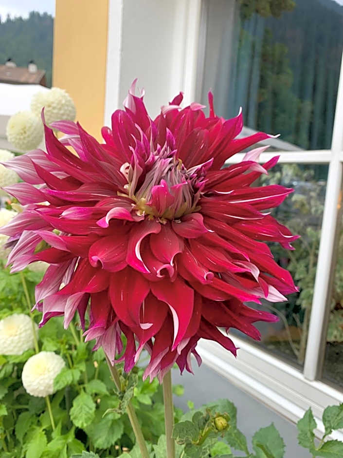 Apartment Hotel Elvis