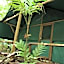 Daintree Crocodylus