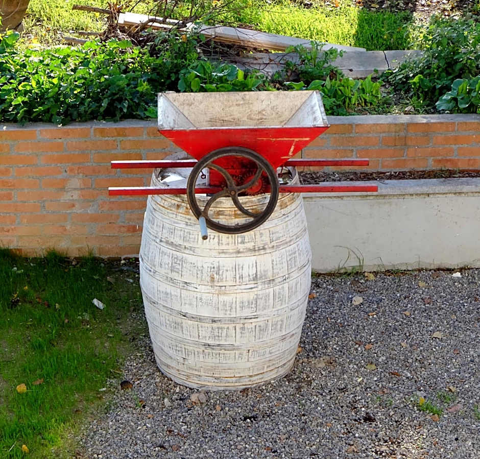 il leccio