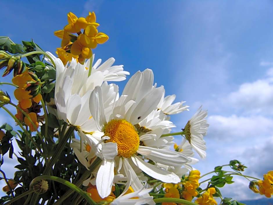 Landgasthof Spitzerwirt