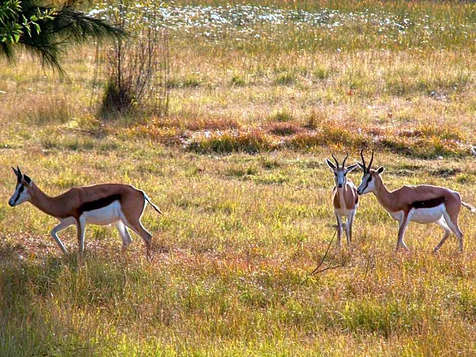 Airport Bird & Game Lodge