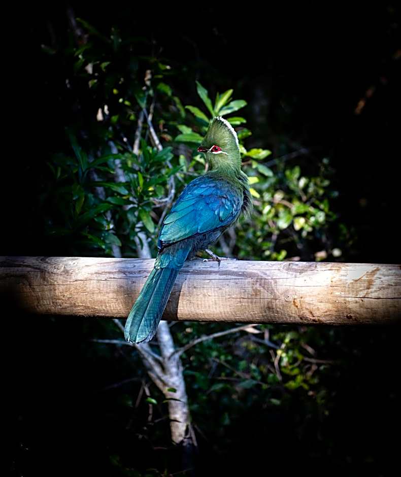 Trogon House and Forest Spa