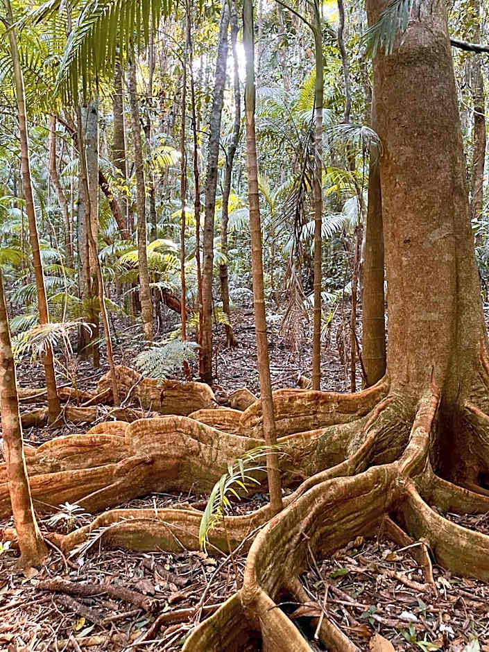 Nightcap Ridge - Byron Bay Hinterland