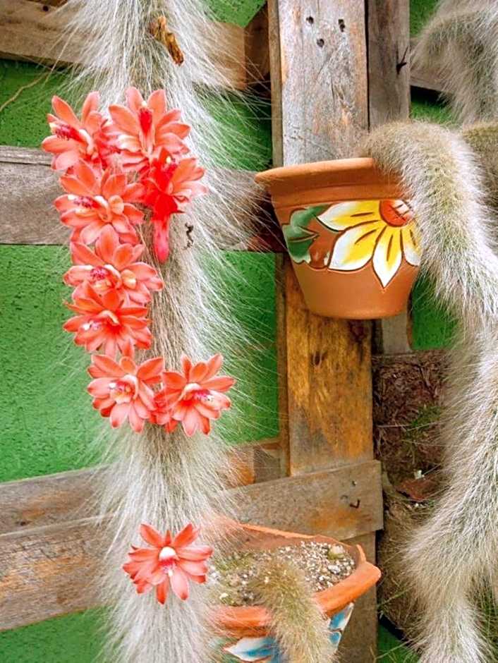 Pousada Recanto dos Ipês - Olhos D'água GO