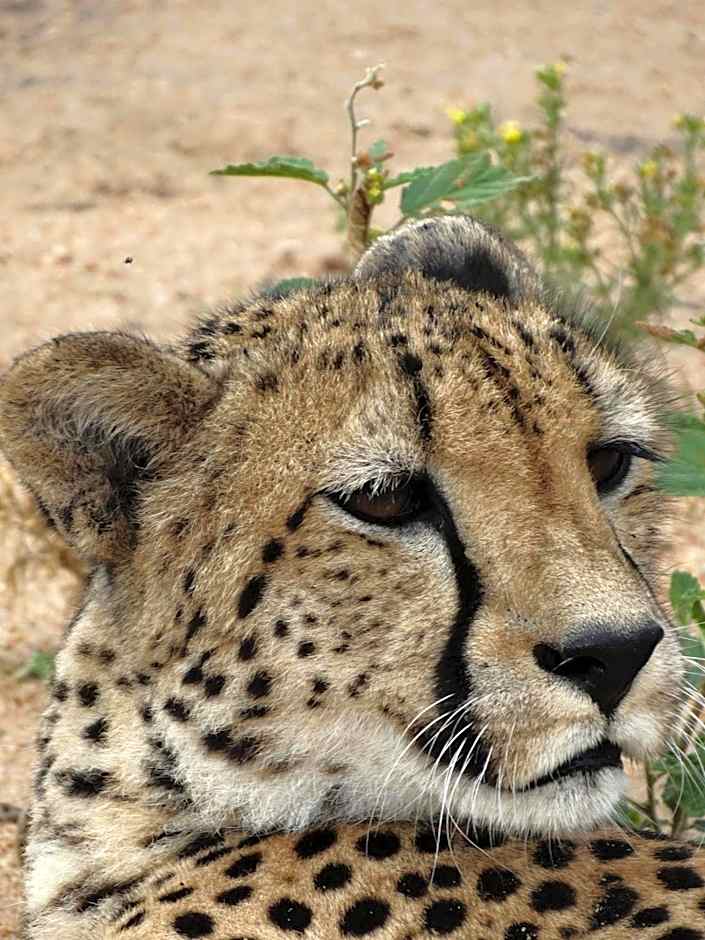 Ku Sungula Safari Lodge