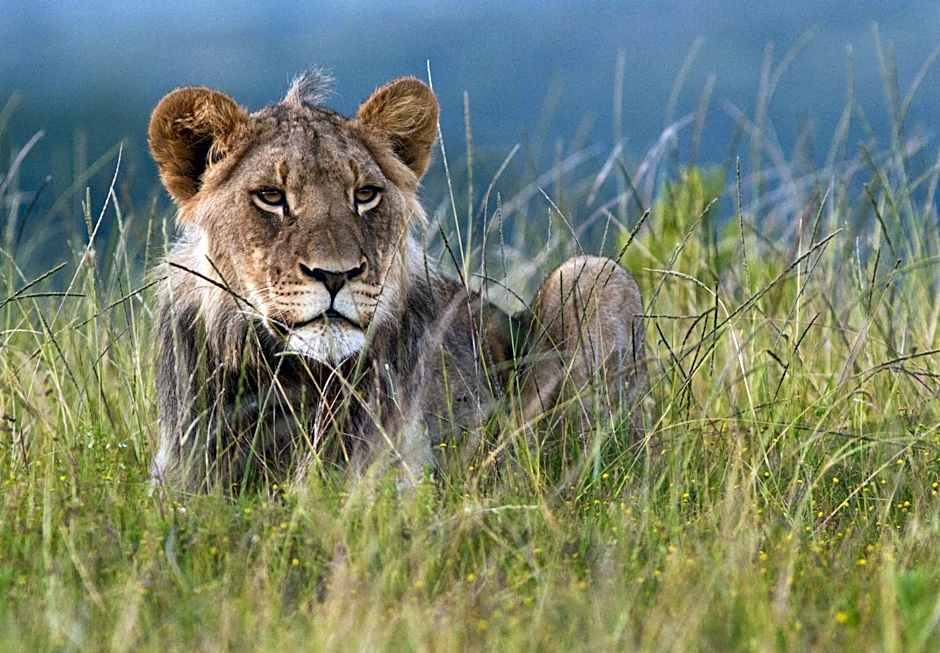 Kariega Game Reserve Ukhozi Lodge