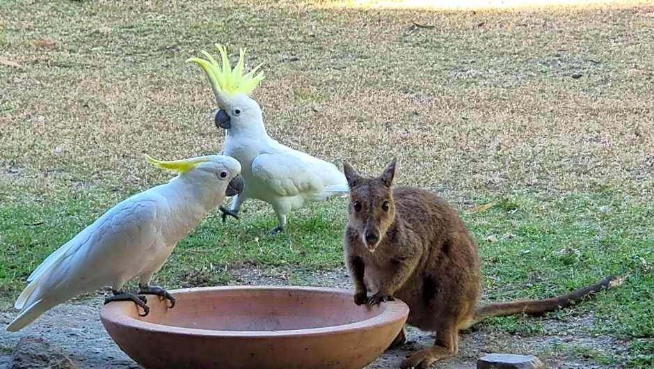 Magnetic Island Bed and Breakfast