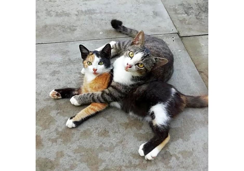 Farm House kohyaoyai