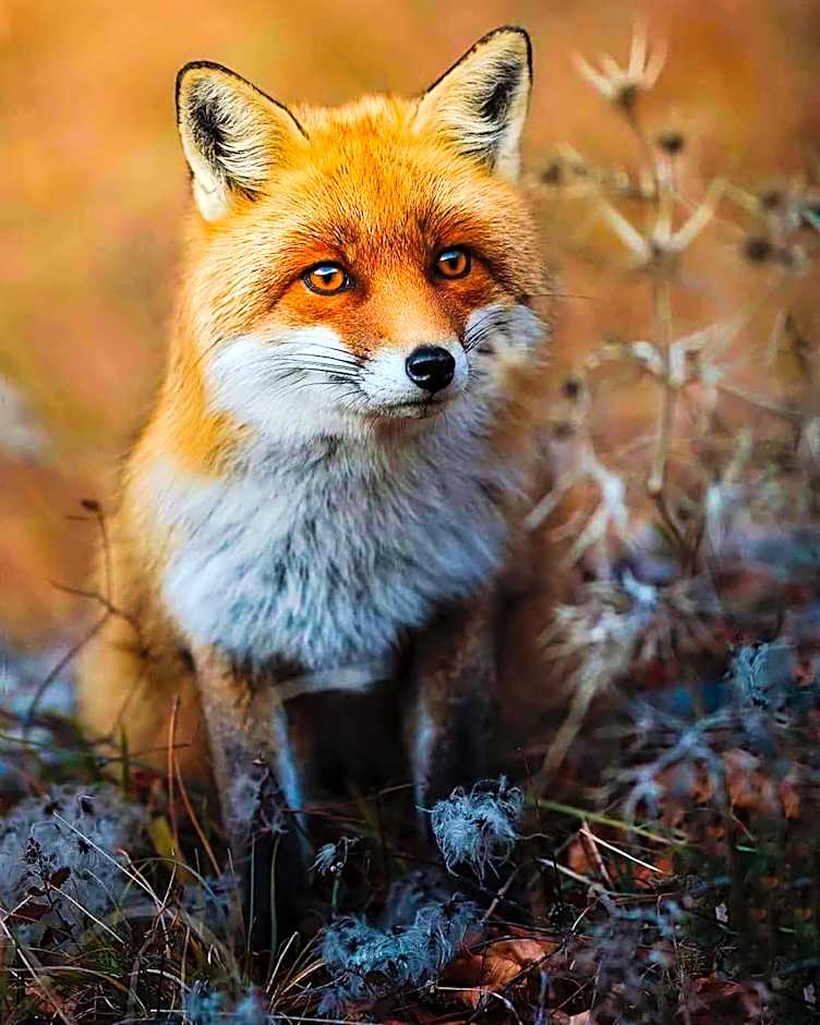 HOTEL HOLIDAYS a Barrea - Natura, Relax e Benessere nel Parco d'Abruzzo