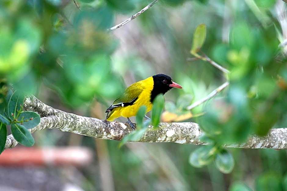 Serendipity Country House & Restaurant