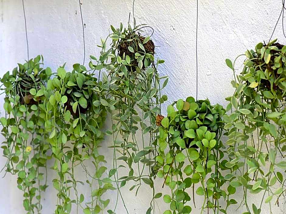 Mountain Pano Khao Yai Homestay