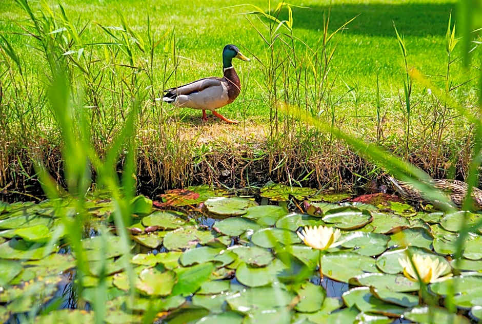 Orchidea Hotel Lipót