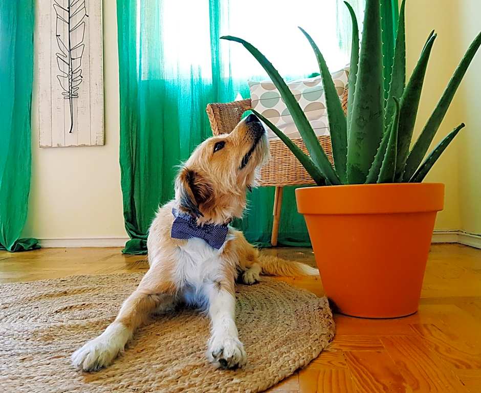 Green Element Guesthouse