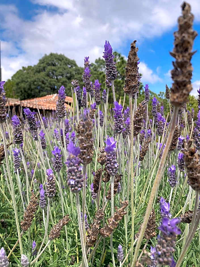 Hotel Rocaval San Cristóbal de las Casas