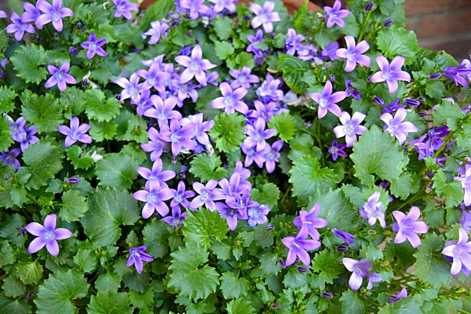 Albergo & Ristorante Selvatico