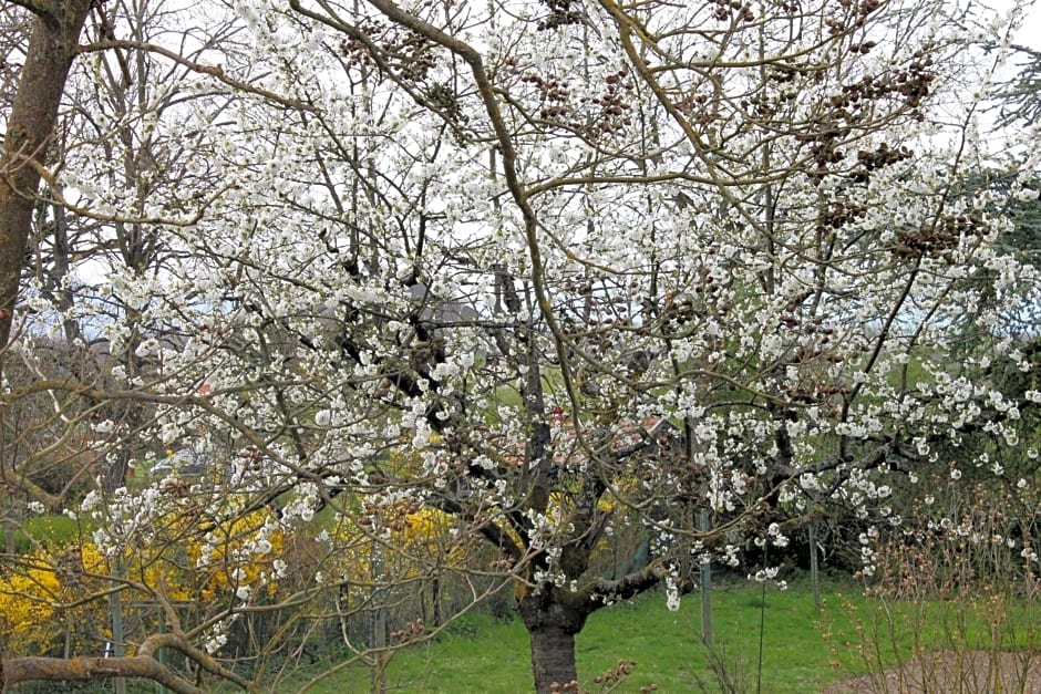 Aux Berges de la Thur